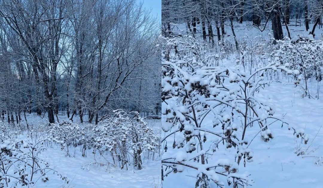 You Have A High IQ And ‘Sniper Vision’ If You Can Spot The Hidden Dog Standing In The Snow In This Image