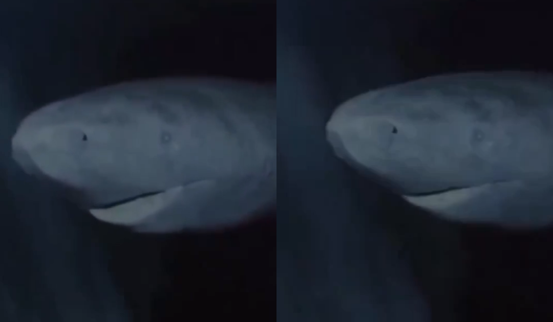 ‘Longest-Living’ Shark Found In The Arctic Ocean Has Been Alive Since 1627