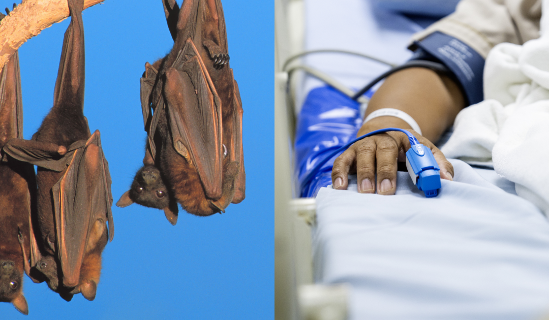 Two Men Die After Fertilizing Cannabis Plants With Bat Poop