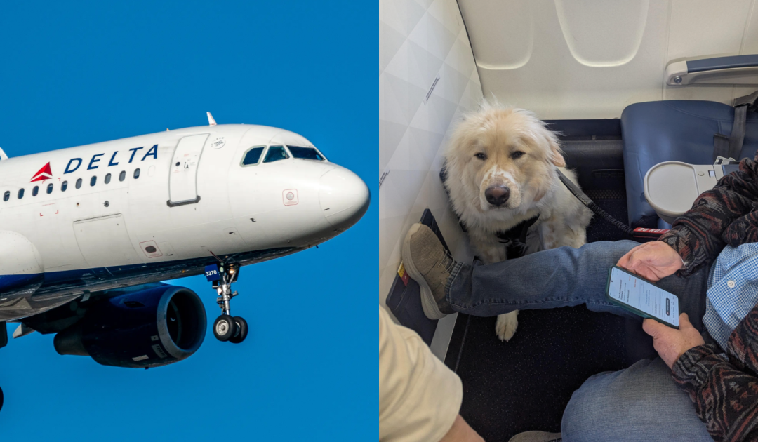 Passenger Forced To Give Up First-Class Seat For A Dog Sparks Online Debate