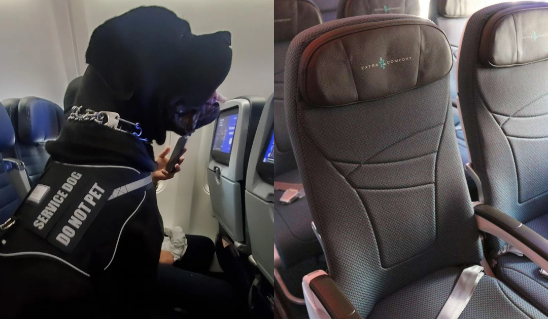 Airline Passenger Moved From Seat To Make Way For A Dog, Sparking Outrage