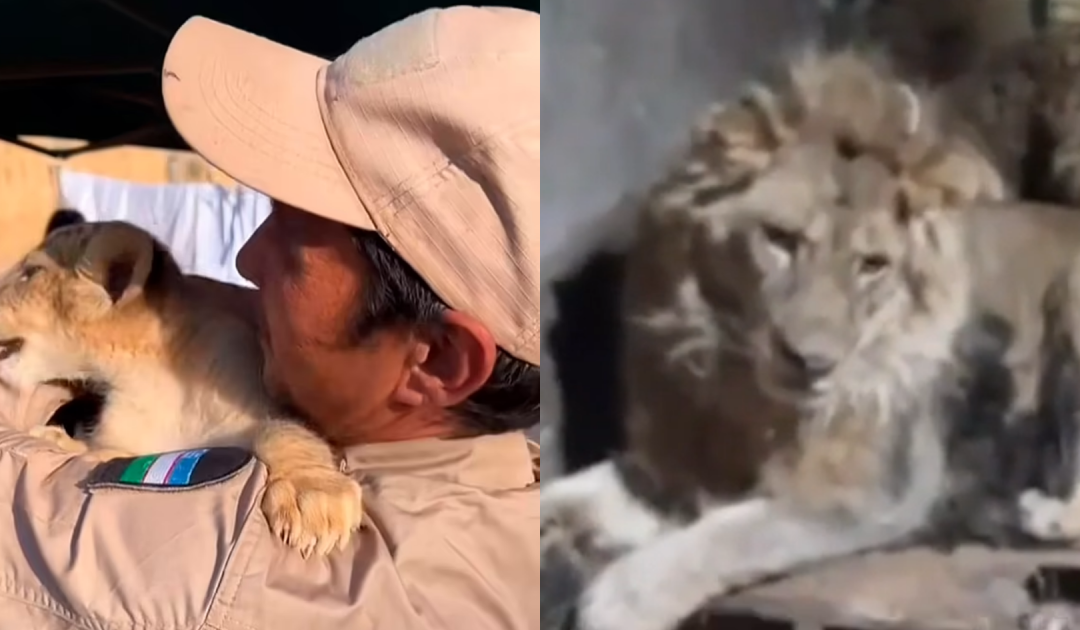 Zookeeper Fatally Mauled By Lions While Filming To Impress Girlfriend
