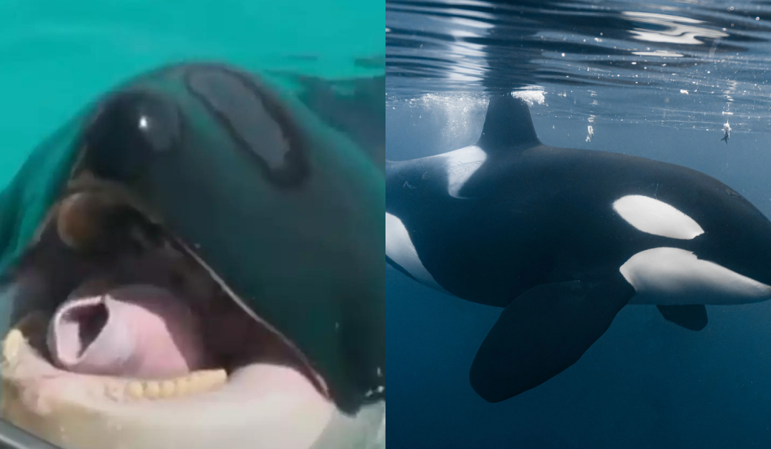 Creepy Orca Recordings Mimicking Human Speech Leave Listeners Amazed And Terrified