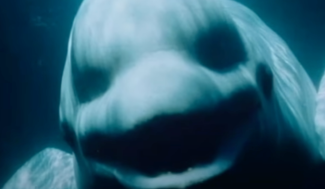 Creepy Recording Of A Beluga Whale Mimicking Human Speech Has People Terrified