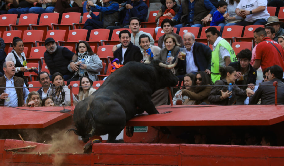 Bull Leaps Barrier At Event, Sending Audience Into Panic