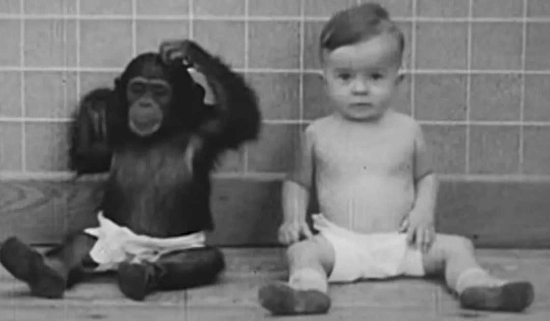 Baby Raised With Chimp In Bizarre Experiment That Ended In Tragedy