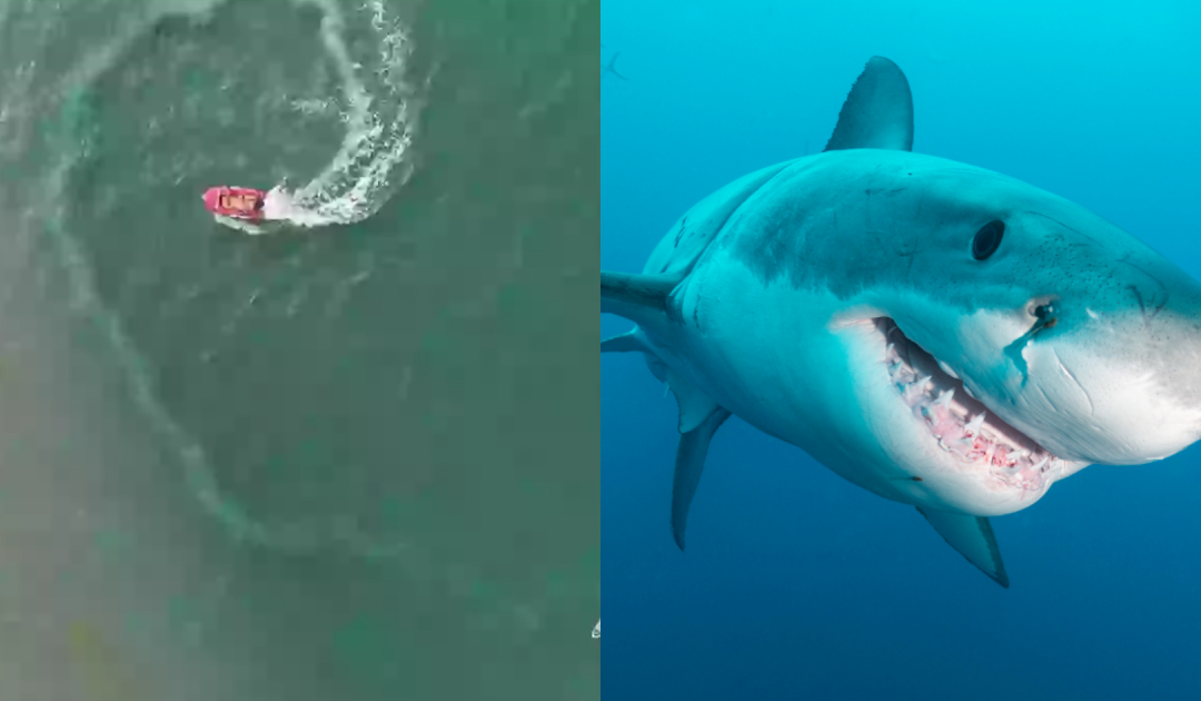Only Those With ‘Sniper Vision’ Can Spot This Hidden Shark In The Ocean