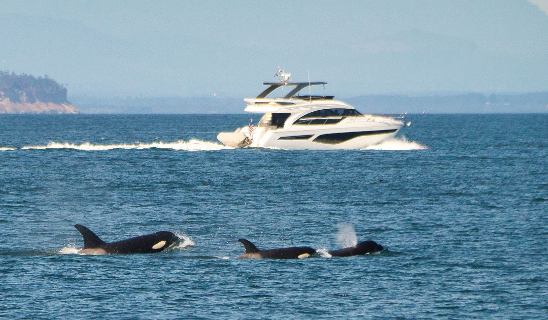 Relentless Orca Pod Sinks Yacht In Just 45 Minutes — Crew Escapes Unharmed
